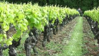 Domaine du Haut Bourg 1 an de travail vigne 2 [upl. by Tirrag]