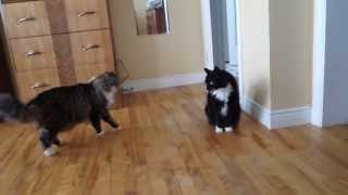 Moggies reaction to the Maine coon [upl. by Agem]