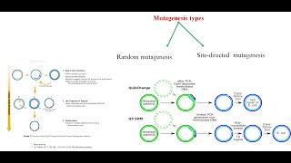 SiteDirected Mutagenesis [upl. by Norvall]