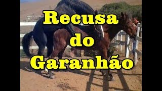 Recusa do Garanhão Turbante JO  Stallion with feeling  wwwhorsetvcombr [upl. by Peoples441]