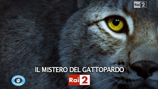 IL MISTERO DEL GATTOPARDO [upl. by Atnuahsal]