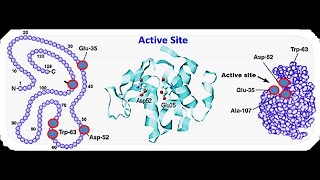 Lecture 3 Enzyme Active Site [upl. by Map516]