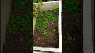 Oxalis plant plants science biology YouTube￼ shorts [upl. by Poore]