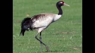 Blacknecked Crane Grus Nigricollis sound [upl. by Mahan845]