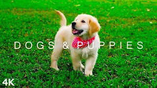 DOGS amp PUPPIES in 4K  2 Hours  Relaxing Ambient Music Strings Cute Pets [upl. by Abihsot]