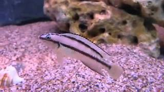 Telmatochromis vittatus  Tanganyika Planet [upl. by Wsan]