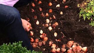 How To Plant 100 Tulips in 30 Minutes [upl. by Mulry]