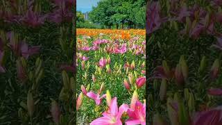 Lilium flower  Asiatic Lily  Lily flower plant flowers lily [upl. by Virgie]