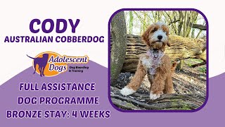 Cody the Australian Cobberdog  Full Assistance Dog Programme  Bronze Award [upl. by Claribel392]