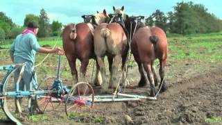 Strong Belgian Draft Horses Working on the Farm  Merelbeke [upl. by Akeyla]