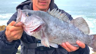 Rock Fishing A Jetty For Lingcod amp BIG Black Rockfish [upl. by Turoff]