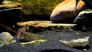 Salaria fluviatilis feeding gammarus [upl. by Suedaht]