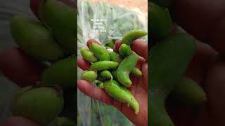 Donda Kaya Donda today bowenpally vegetable market farmersmarket streetfood dty vlogs please subs [upl. by Iorio]