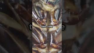 The Bombardier Beetles Explosive Defense animalsfacts wildanimalfacts invideoai beetle [upl. by Eniroc982]