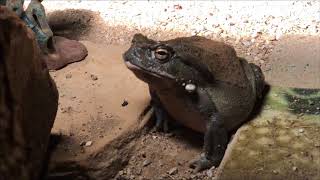 Colorado River Toad Incilius alvarius [upl. by Aeslahc]