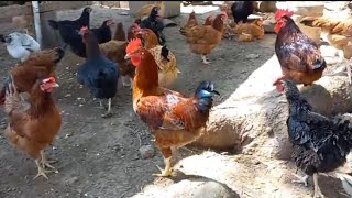 Así están las GALLINAS🐓🐔 en el Rancho  Haciendo PAN para la ofrenda  Flores de Cempazúchil🌼 [upl. by Liakim758]