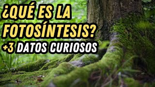 ¿Qué es la Fotosíntesis 3 Datos Curiosos [upl. by Elbert]