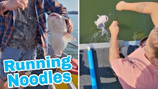 Running Catfish Noodles  Caught 5 Nice Ones [upl. by Dorolice]