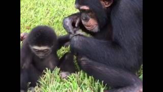 Gibbon and Chimpanzee Playing Together  Myrtle Beach Safari [upl. by Lebaron]