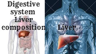 Digestive system liver composition  hepatocytesbile canaliculus hepatic sinusoids [upl. by Laurance]