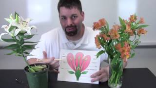 The Life Cycle of Flowering Plants [upl. by Merrilee]