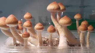 Psilocybe Cubensis by Psilo Lab Netherlands [upl. by Sandstrom]