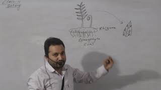 Lifecycle Of FernBiology Class 11  Important Topic By Bikash Chhetri [upl. by Larimer]