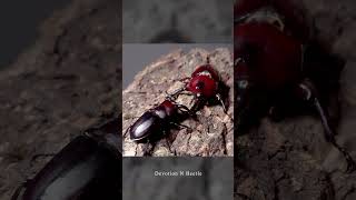 Beetles form Taiwan EP2 高砂鋸鍬形蟲 Prosopocoilus motschulskii  台灣的鍬形蟲 [upl. by Pedro]