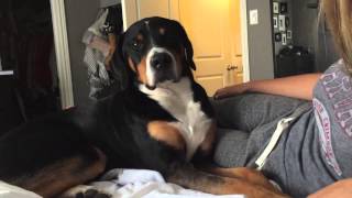 Greater Swiss Mountain Dog Cries when you stop petting him [upl. by Doretta]