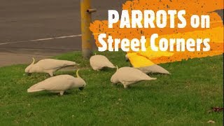 Wild Cockatoos are Australias Pigeons [upl. by Arhat]