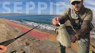 EGING  SEPPIE BIG e Pesca al POLPO a SPINNING dalla spiaggia con totanare economiche [upl. by Paxton111]