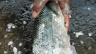 Milleth vlogs is live MilkFish bangus🐟🐟cleaning and cuttingtrendingutubevideo [upl. by Fevre]