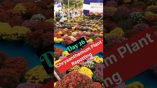 Grow Chrysanthemum From Seeds How to sow Chrysanthemum Chrysanthemum Seeds Germination [upl. by Eenwat]