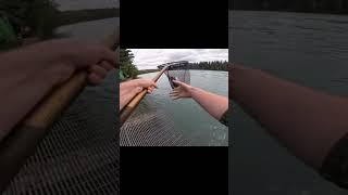 Kenai River Salmon Fishing [upl. by Adnac]