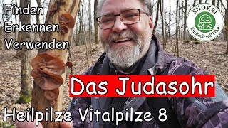 Heilpilze Vitalpilze 8  Das Judasohr [upl. by Ynattirb]