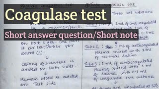 Coagulase test  Staphylococcus aureus [upl. by Ahsiekin669]