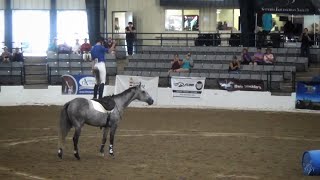 RRP Thoroughbred Makeover Freestyle  Sir Teddy aka Fly With Me aka Teddy [upl. by Jodi279]