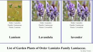 Garden Plants of Order Lamiales Family Lamiaceae [upl. by Haimorej]