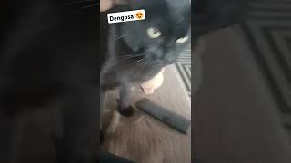 Dengosa cat catlovers catshorts pets gatosengracados gatosfofos [upl. by Valleau797]