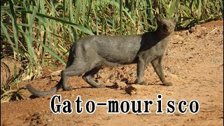 Gatomourisco é observado em Minas Gerais [upl. by Catriona172]