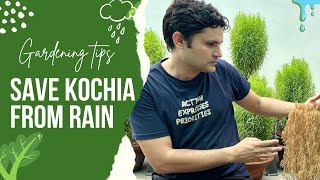 मानसून की लगातार बारिश से कोचिया को कैसे बचाए। How to save kochia in a rainy session 🌧️ [upl. by Blackmore981]