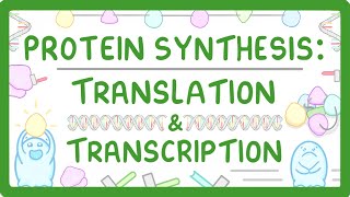 How are Proteins Made  Transcription and Translation Explained 66 [upl. by Ecnerol183]