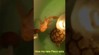 Pleco fish funny eating video plecofish funnyshorts pleco funnyanimals viralshorts reels [upl. by Naegem]