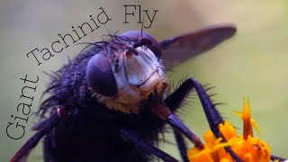 Giant Tachinid Fly [upl. by Luapnoj460]