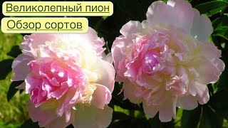 КОРОЛЕВСКИЙ ЦВЕТОК ЛЕГЕНДА О ПИОНЕОБЗОР СОРТОВ The peony is milkyflowered Beautiful varieties [upl. by Htrowslle]