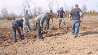 Planting Kwanzan Cherry Tree Whips [upl. by Drexler531]