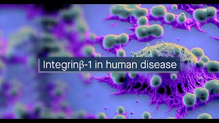 Integrinβ1 in human disease molecular mechanisms and therapeutic targets [upl. by Ailes710]