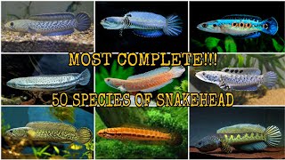 50 SPECIES OF SNAKEHEAD CHANNA [upl. by Atinauj]