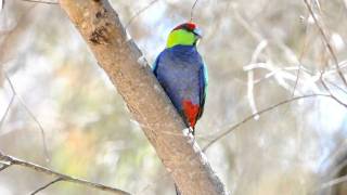 Redcapped Parrot [upl. by Merrily]