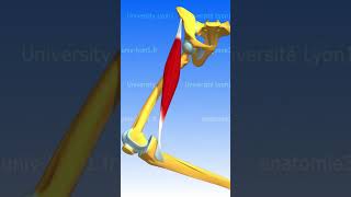 SARTORIUS MUSCLE muscle anatomy humanbody [upl. by Ahsienad]